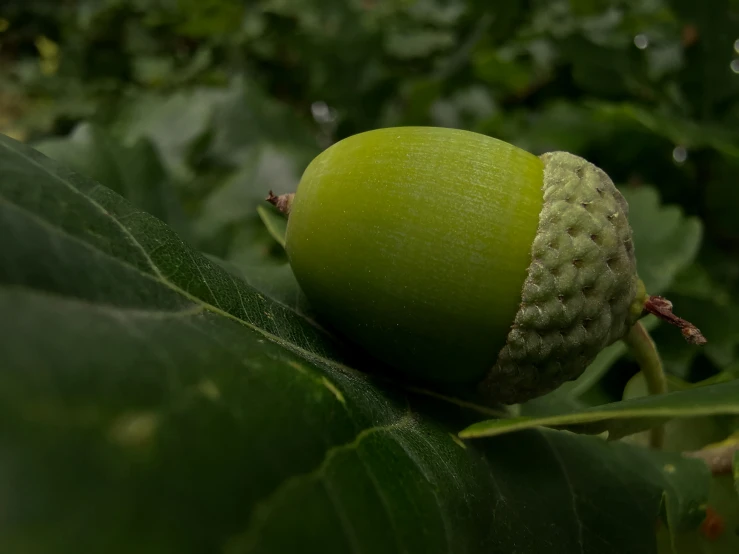 closeup of a acorna on a plant