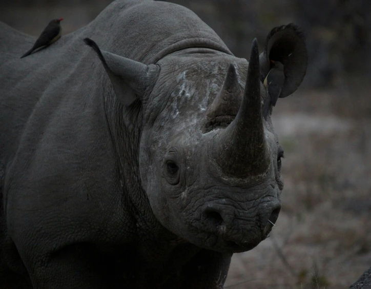 a large white rhino in a field near bushes