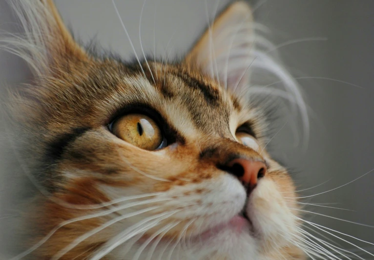 a cat looks up with one paw on its chin