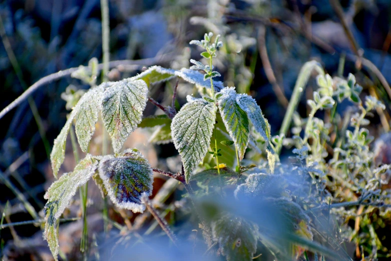 frost covered leaves and plants sitting next to each other