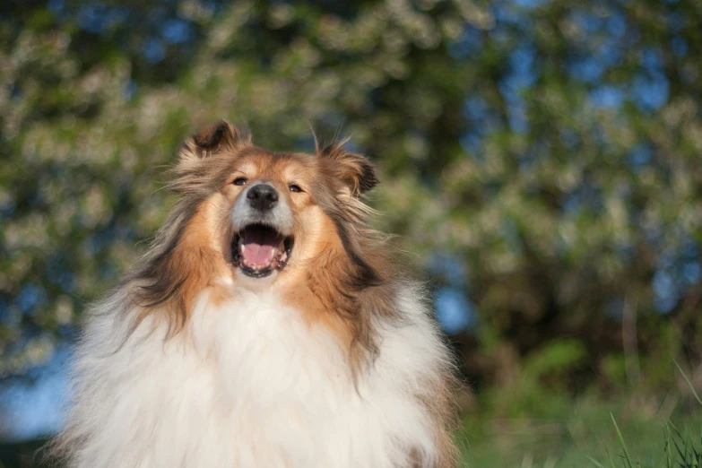 a long - haired dog has its mouth open
