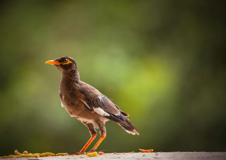 a small bird standing on top of a cement slab