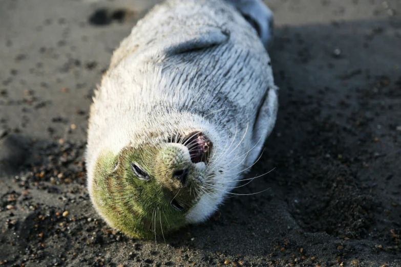 a dog's eyes and nose are visible laying down in the sand