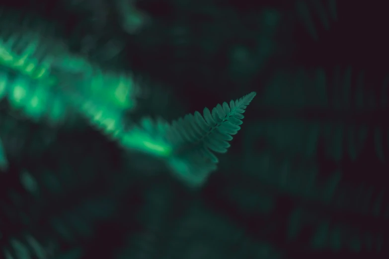 a green leaf has been illuminated by the sunlight