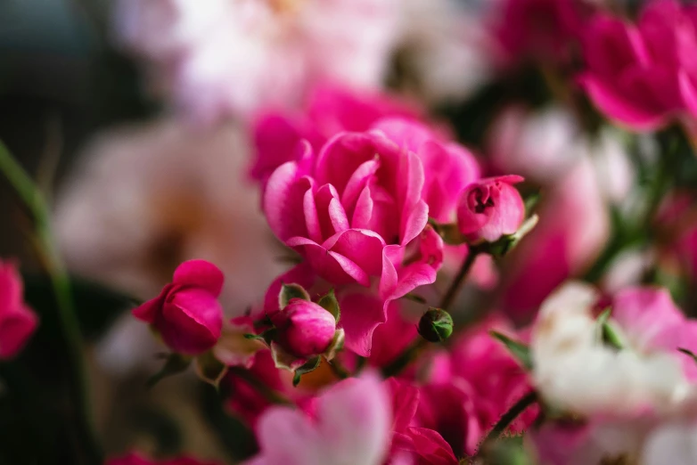 a bunch of pink flowers in a vase