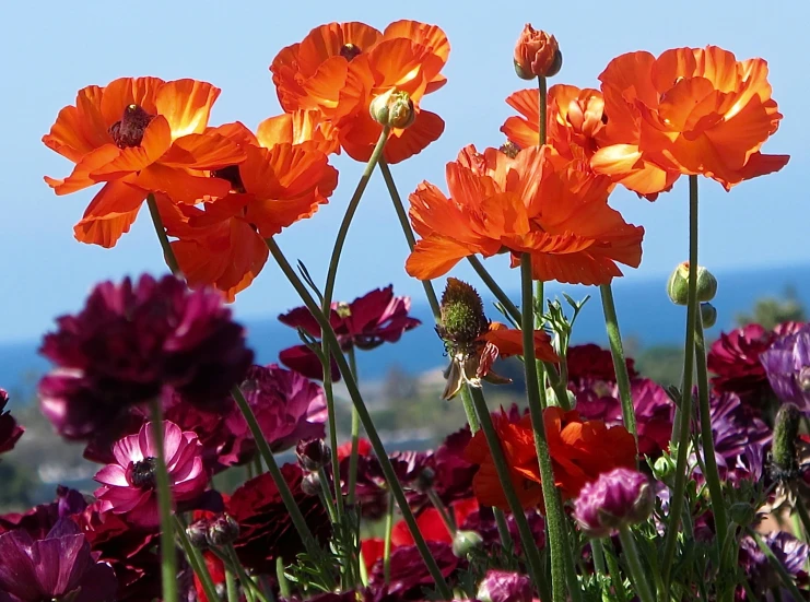 some very pretty flowers by the water