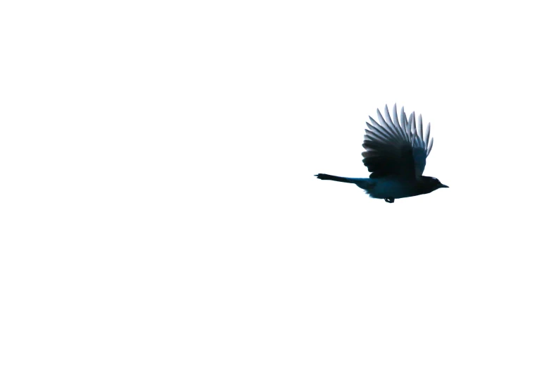 a bird flying across a white sky in a dark day