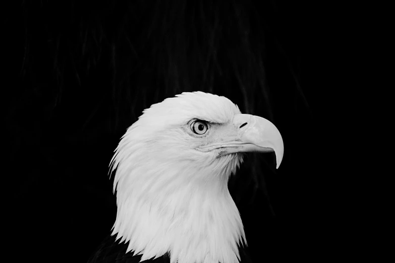 black and white pograph of an eagle