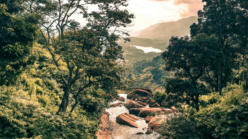 a scenic view of a forest with flowing creek