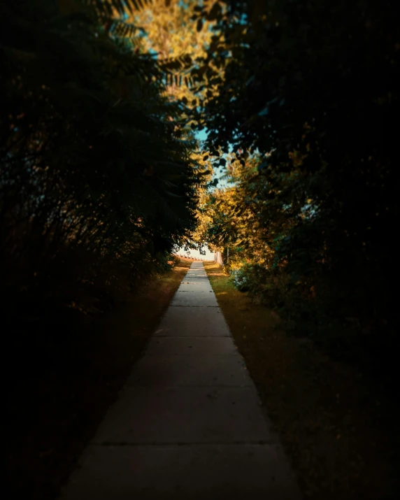 a long dirt path with trees lining the sides