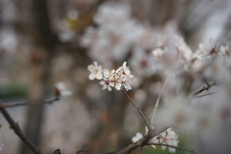 white flowers are blooming on trees in the park