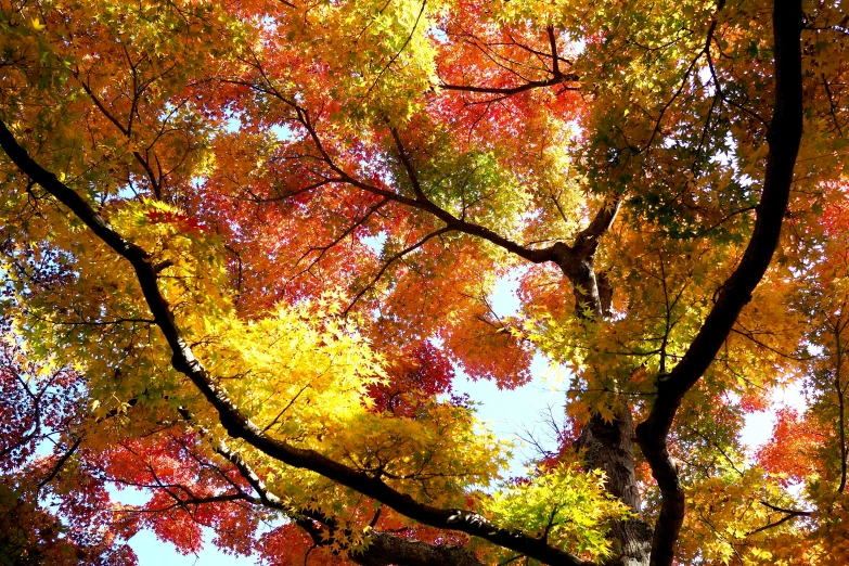 the view from ground up into several leaves