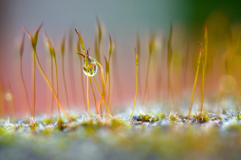 a few weeds and other plants growing on a surface