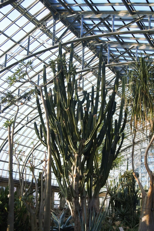 plants growing in the greenhouses have lots of vegetation