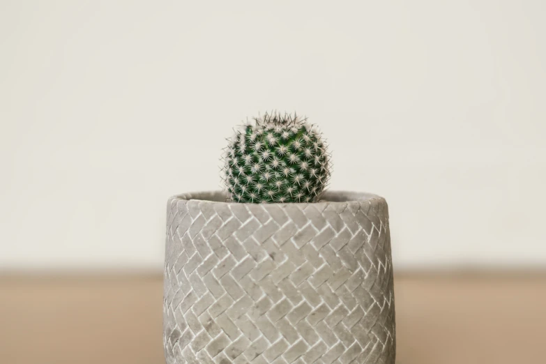 a single small cactus sitting in a small, white pot