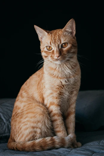 an orange tabby cat sitting on a grey blanket