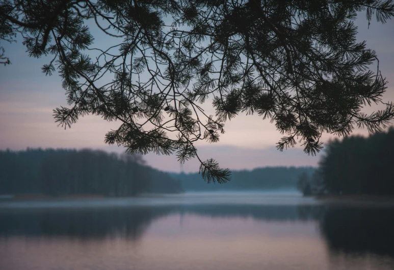 the view from behind a large tree shows the lake, and it has a few small trees in the foreground