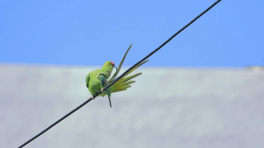 the green parrot is perched on a wire near a building