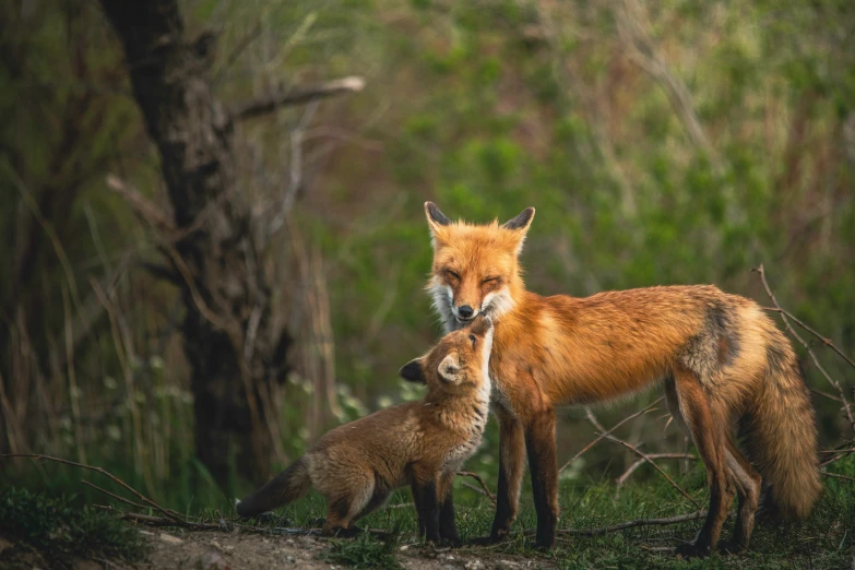 the fox and the baby are standing together