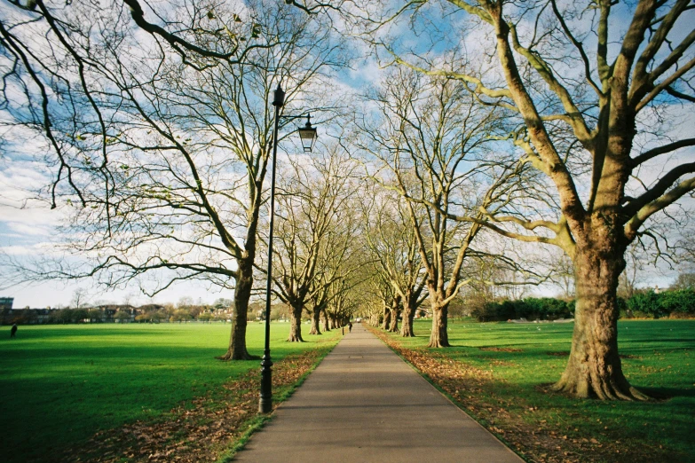 trees line the walkway between the grassy park