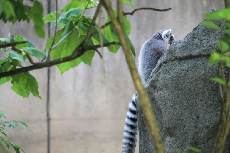 a lemur sits on top of a large rock next to trees