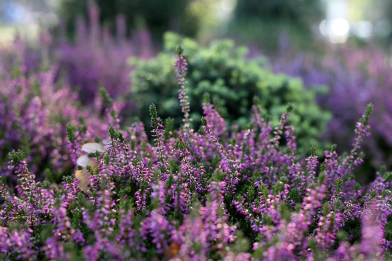 small lavender flowers are blooming in a field