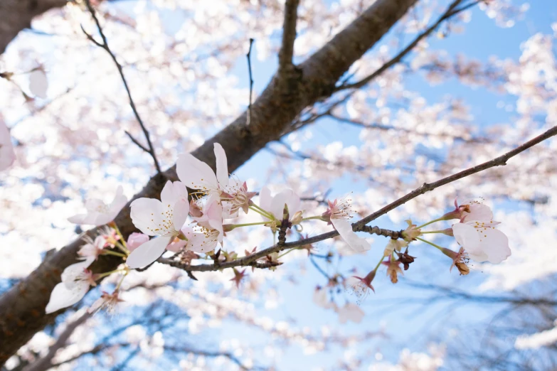 blossomed flowers on the nches of a tree