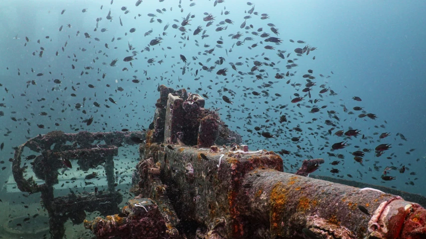 an ocean wreck, with numerous school of fish coming over