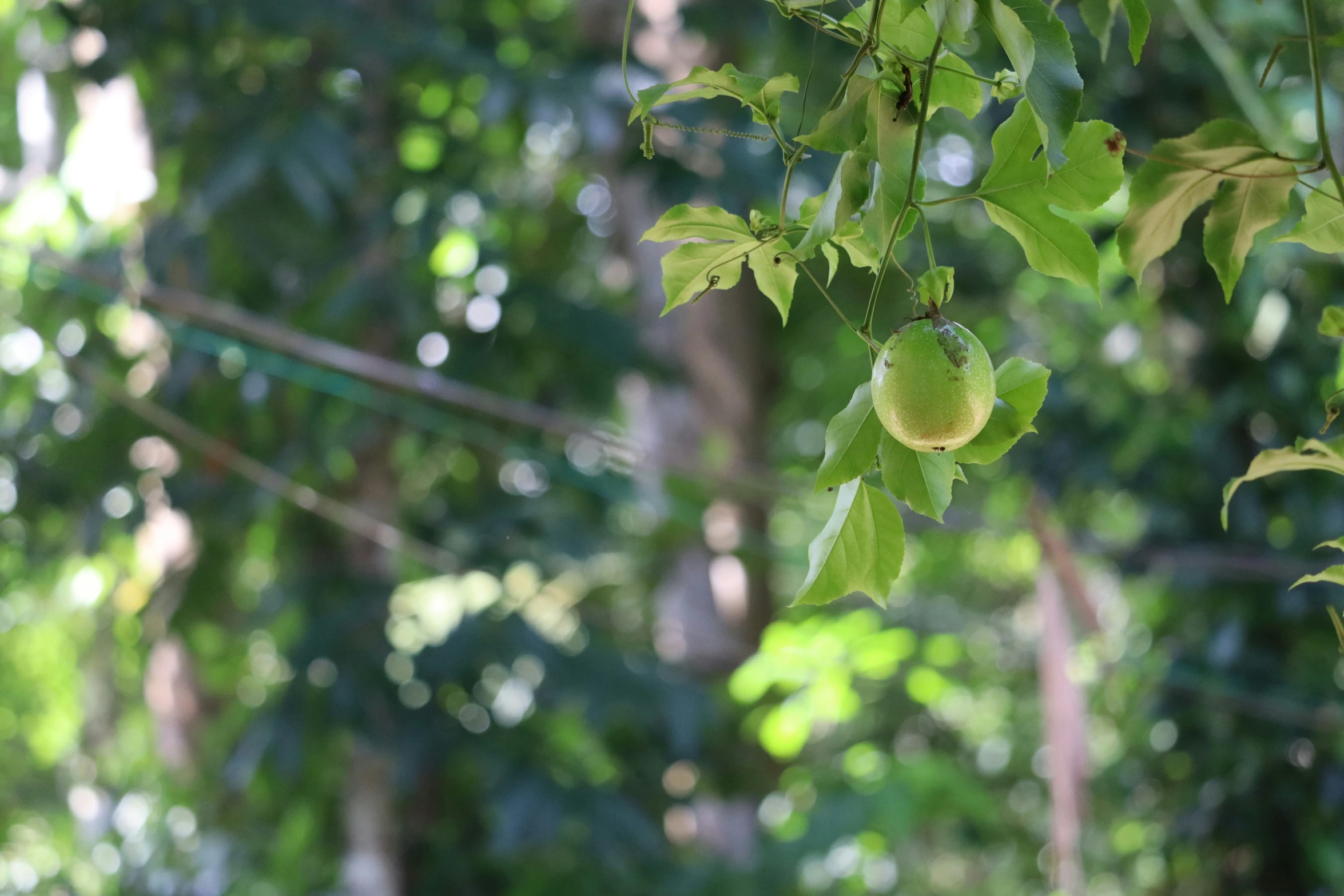 there are some fruit hanging from a tree