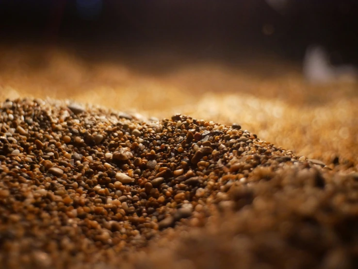 a dirt field covered with lots of grains