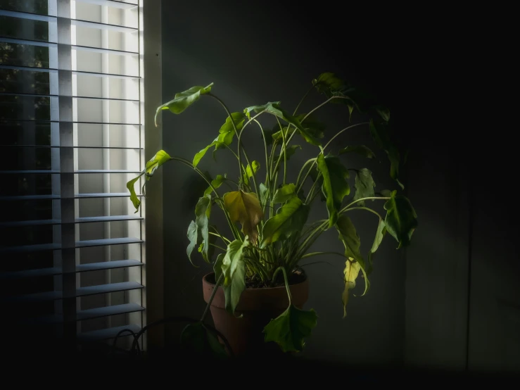 the plant is sitting beside a window in the dark