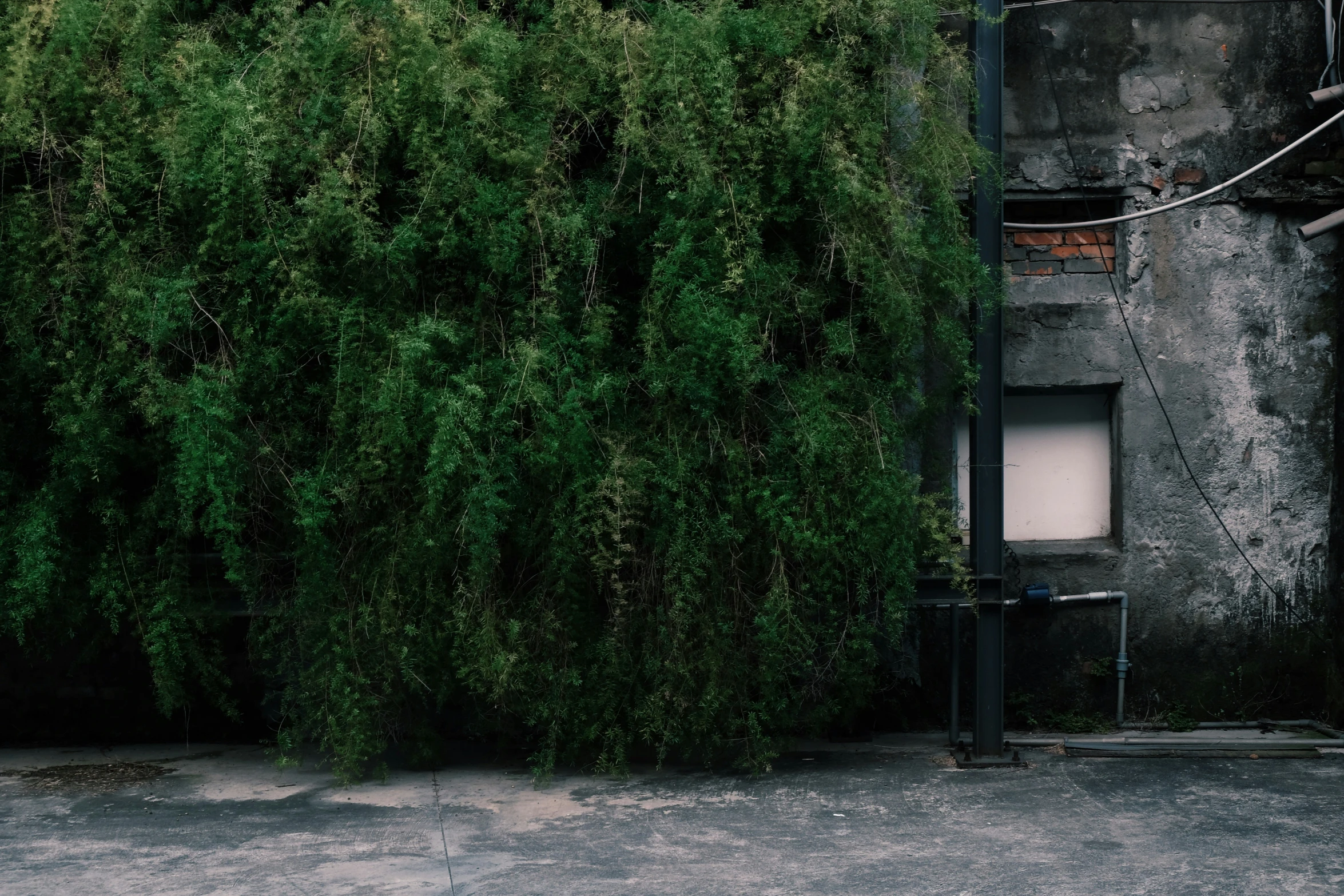 an urban area with an overgrown tree and broken toilet box