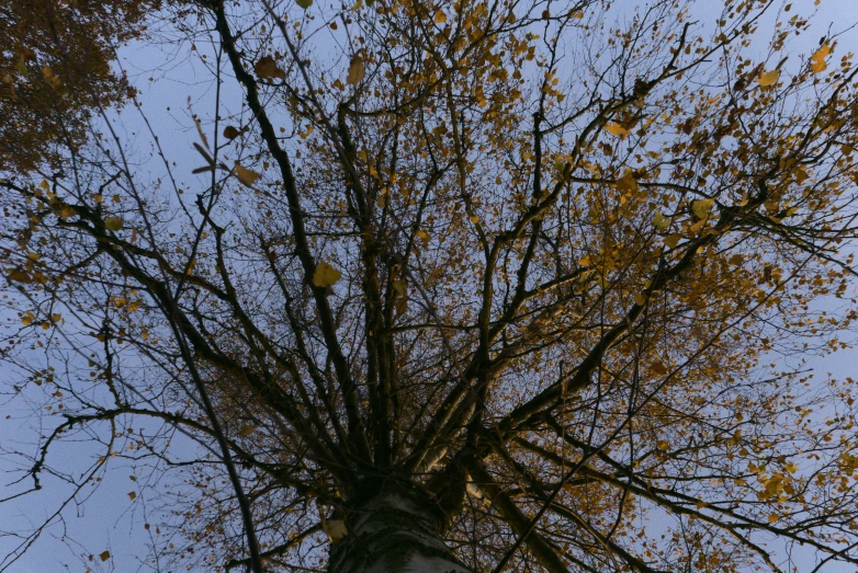 a tall white tree with yellow leaves and leaves on it