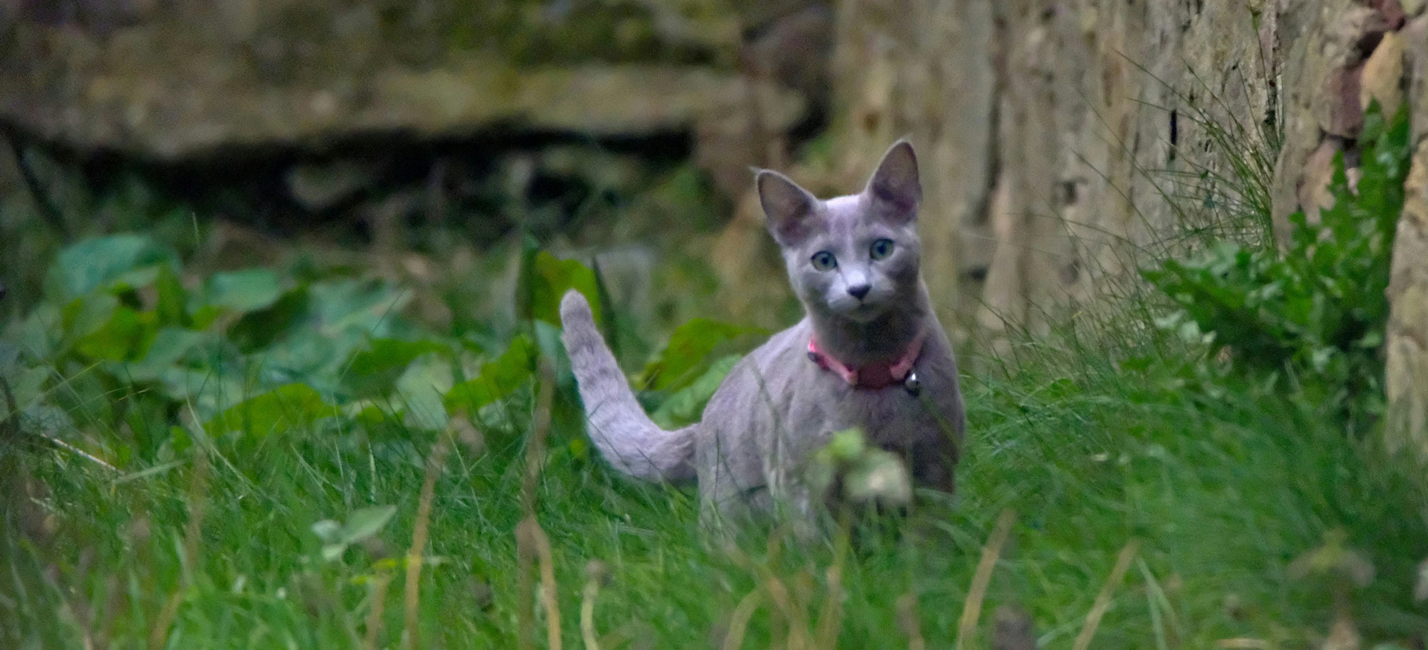 a small gray kitten standing on a lush green hillside