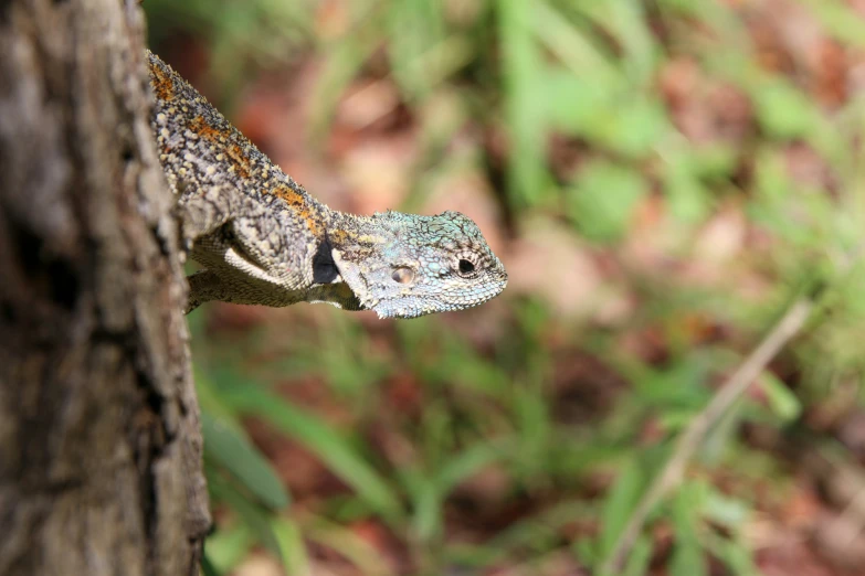 an lizards face is seen on a tree in the wild