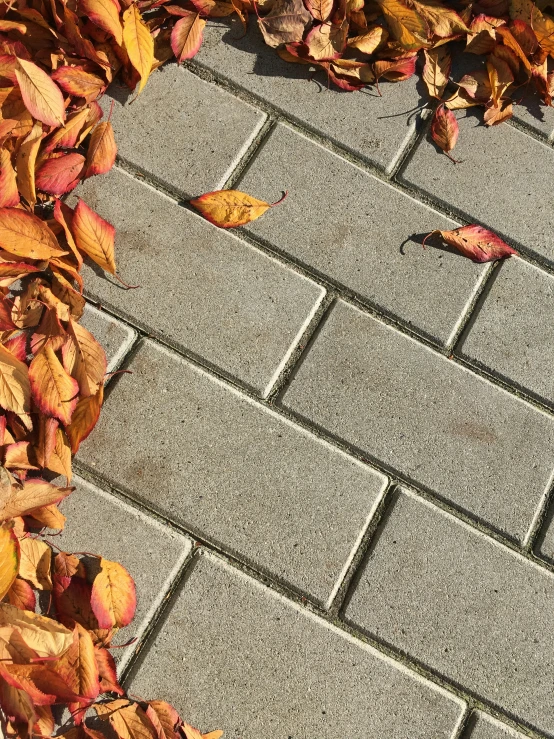 a sidewalk with leaves surrounding it and a parking meter near by