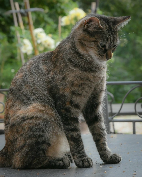 a cat sitting on a bench outside next to a tree