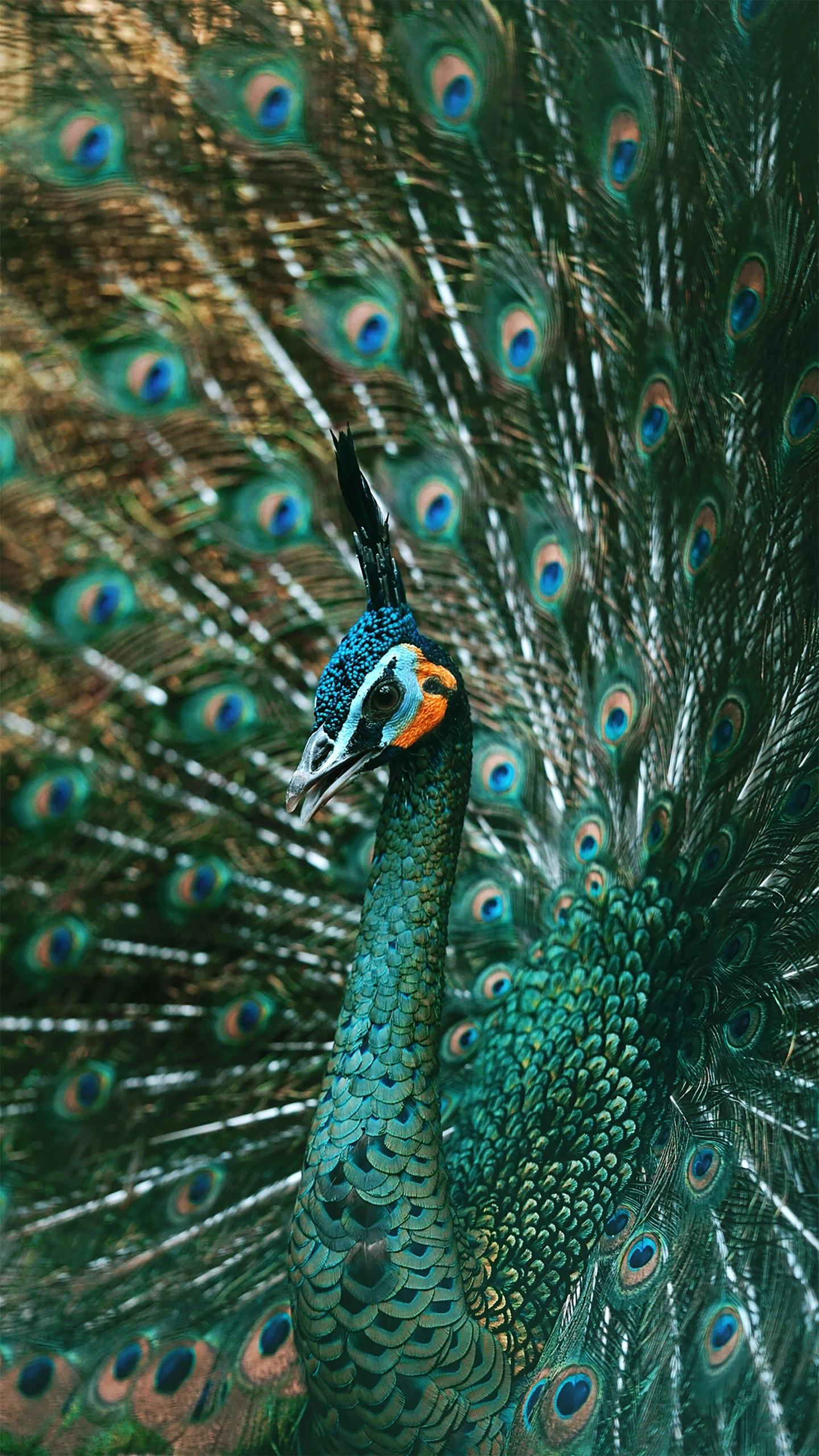 a close up view of the colorful feathers of a bird