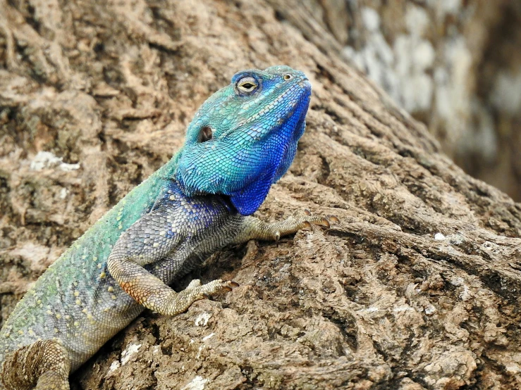 lizard on the tree bark with blue on it