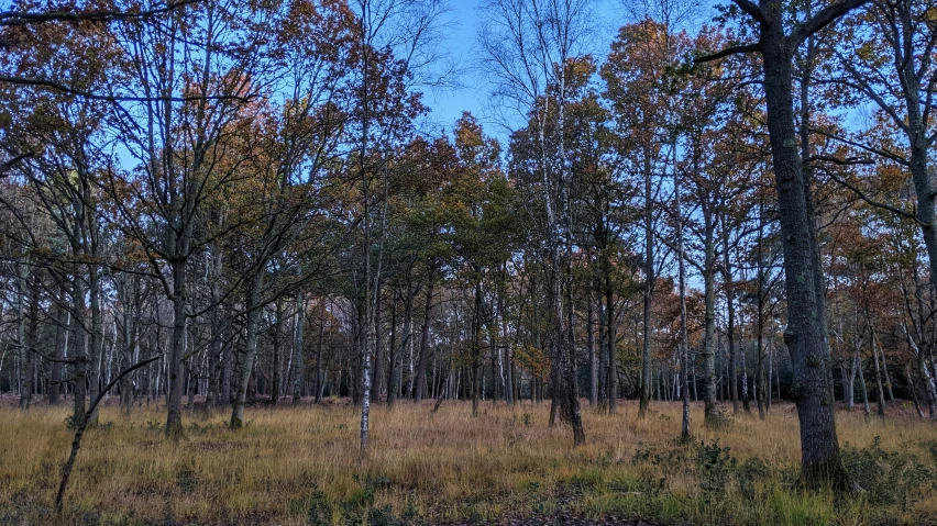 the woods have lots of brown and yellow trees