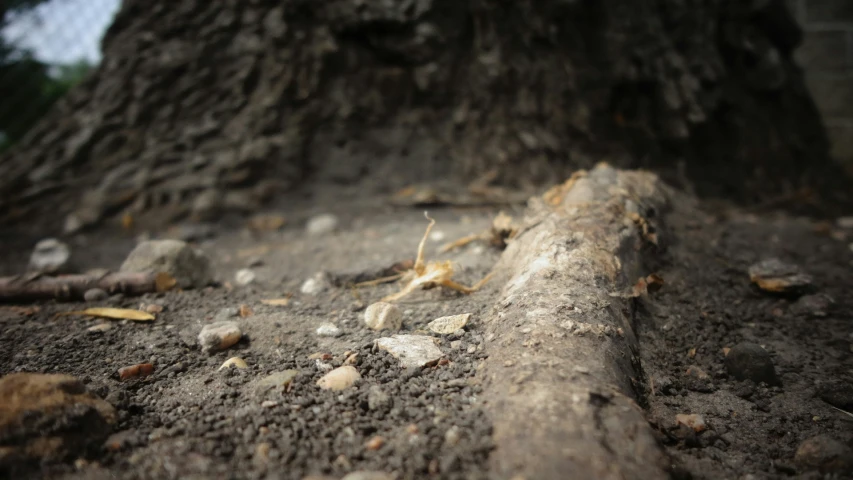 some rocks and dirt a large tree and a white clock