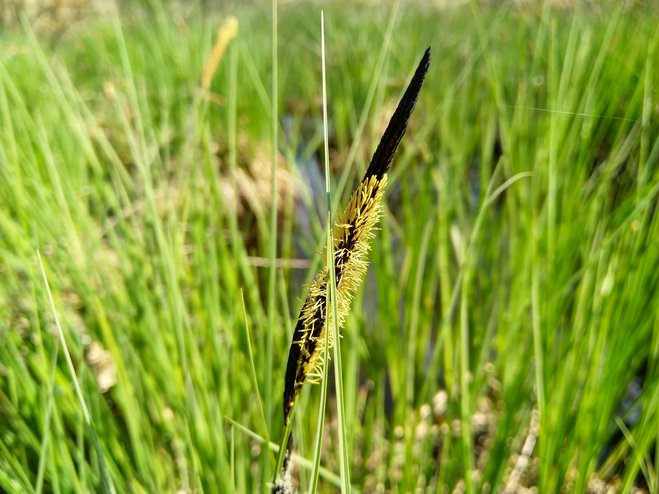 a tall grass that is sitting in the grass