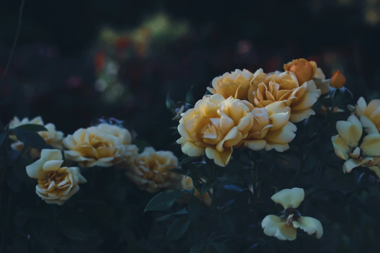 yellow flowers in the dark and on a sunny day