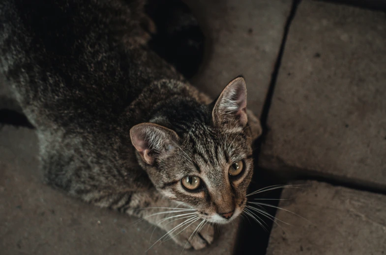 a small grey cat with one eye open and looking at soing