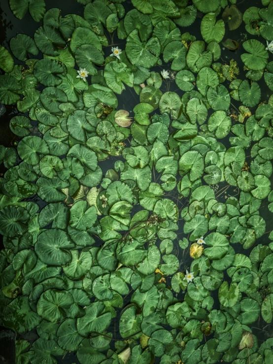 there is a view from above of green leaves and lily pads