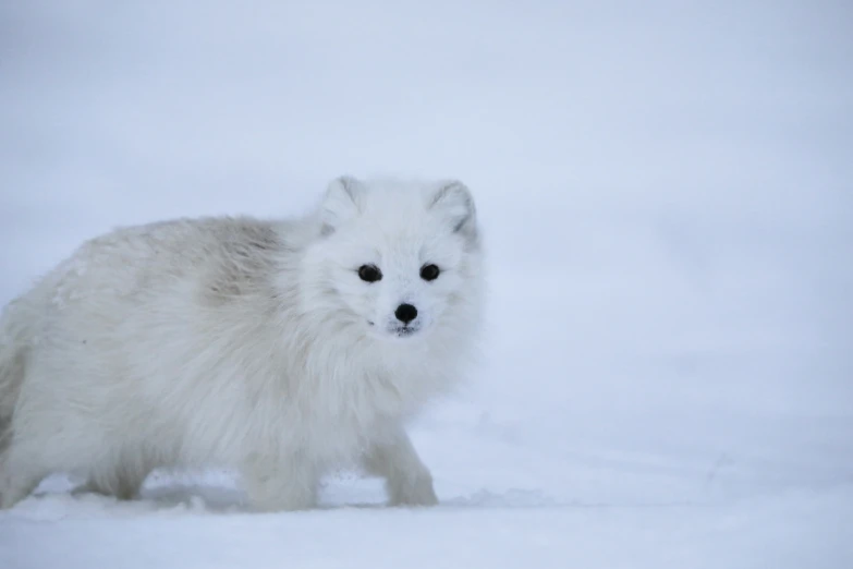 a white fluffy animal walking through a field covered in snow