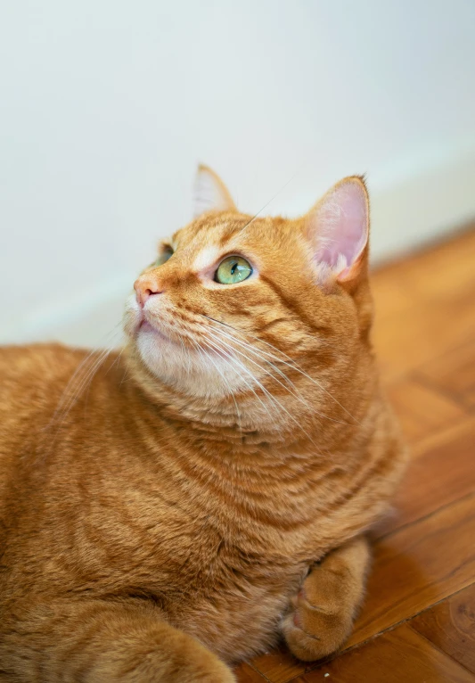 the yellow tabby cat sits staring upward