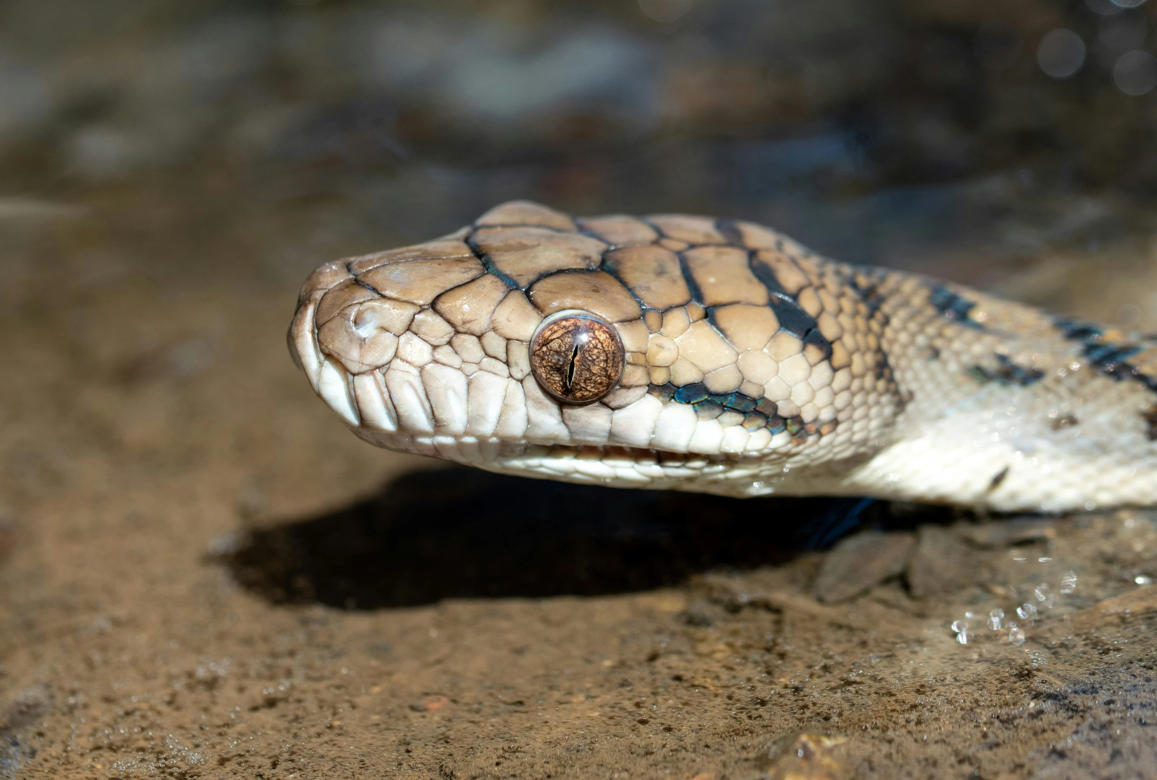 a small snake on the ground and in mid air