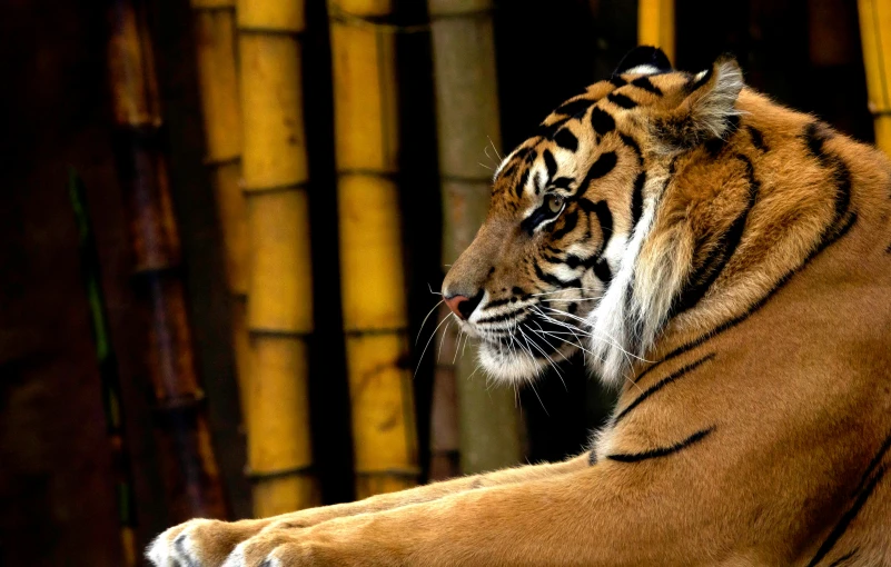 the big tiger is standing in front of a bamboo structure