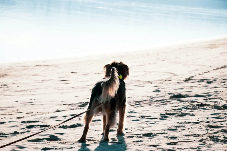 a dog on a beach with a tennis ball in its mouth